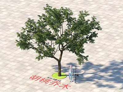 Walnut Arbor Tree Being Measured By Person On Square Stone Pavement 3d model