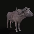 Realistic 3D Buffalo Model Featuring Detailed Horns On Black Background