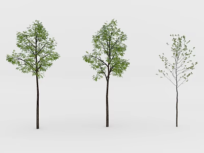 Three Arbor Trees with Varying Green Foliage and Slender Trunks in Natural Setting 3d model