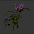 Three Different Plants With Purple Flowers Green Leaves On Gray Background With Reflections