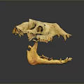 Yellowish Brown Animal Skull With Spotted Surface Open Mouth And Sharp Teeth On Dark Background