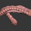 Human Intestinal Digestive System 3D Anatomical Model With Small And Large Intestines 3d model