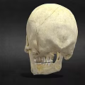 Human Skull Anatomical Model Medical Device for Educational Training and Study 3d model