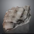 Pink And White Seashell With Textured Surface And Spiral Shape On Black Background