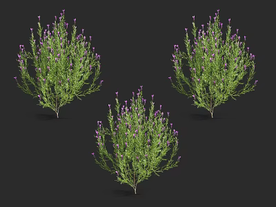 Lush Green Herb Plants With Purple Flowers Displayed On Black Background 3d model