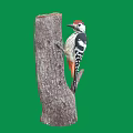 Red Crowned Woodpecker with Black and White Feathers Clinging to Tree Trunk Against Green Background