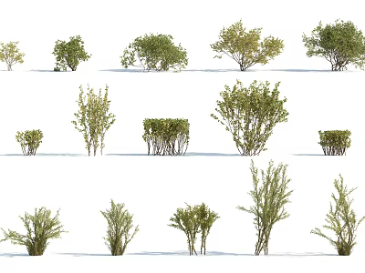 Various Types of Landscape Shrubs with Different Sizes and Green Foliage 3d model Various Types of Landscape Shrubs with Different Sizes and Green Foliage 3d model
