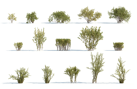 Modern shrubs 3d model