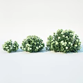 Lush Green Shrub With White Flowers And Dense Foliage For Garden Landscaping