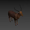 Realistic 3D Antelope Model With Long Curved Horns Standing Isolated On White
