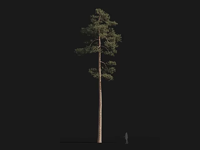 Tall Arbor Tree With Straight Trunk And Green Foliage Against Black Background With Small Figure For Scale 3d model