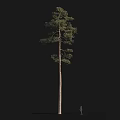 Tall Arbor Tree With Straight Trunk And Green Foliage Against Black Background With Small Figure For Scale