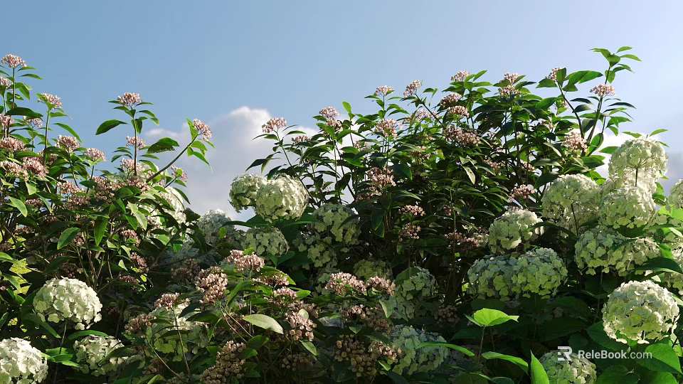 Beautiful Garden Flowers With White Pink Blooms Lush Green Leaves And Blue Sky Background 3d model 