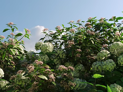 Beautiful Garden Flowers With White Pink Blooms Lush Green Leaves And Blue Sky Background 3d model