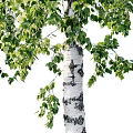 Birch Trees With Lush Green Leaves And White Bark In Natural Setting