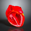 Detailed Human Heart Anatomical Model Showing Internal Chambers And Valves Structure 3d model