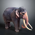 Detailed Dark Elephant With Long White Tusks Standing On Dark Background