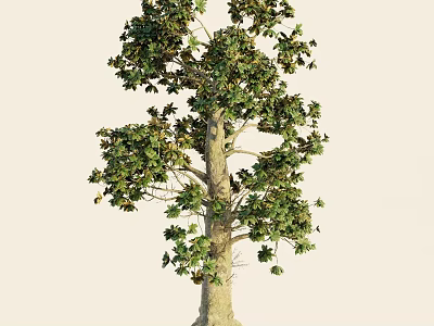 Arbor With Lush Green Foliage Strong Trunk And Dense Branches 3d model