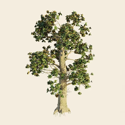 Arbor With Lush Green Foliage Strong Trunk And Dense Branches 3d model