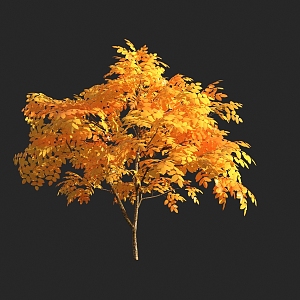 autumn tree yellow leaf plant 3d model