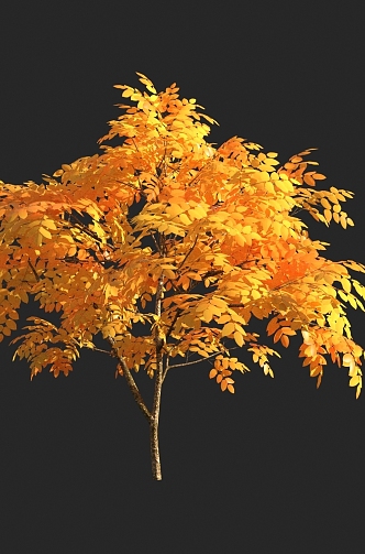 autumn tree yellow leaf plant 3d model