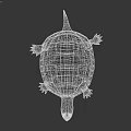 Aquatic Turtle With Textured Shell Red Marking On Head And Webbed Limbs