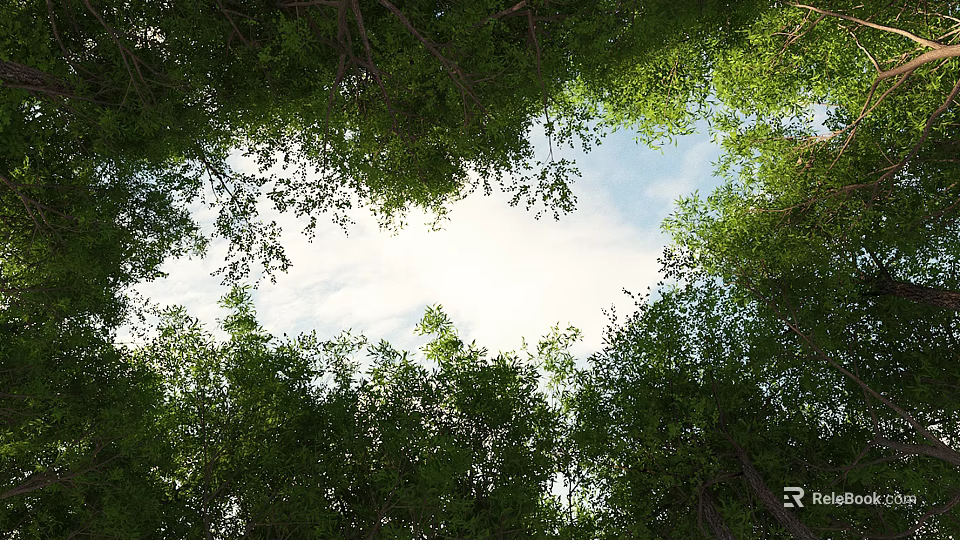 Dense Green Tree Canopy With Sunlight Streaming Through To Blue Sky 3d model 
