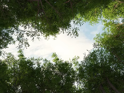 Dense Green Tree Canopy With Sunlight Streaming Through To Blue Sky 3d model