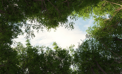 The Modern Forest 3d model