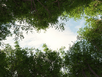 The Modern Forest 3d model