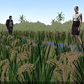 Rural Landscape With Rice Fields People On Pathway Palm Trees Green Trees And Blue Sky