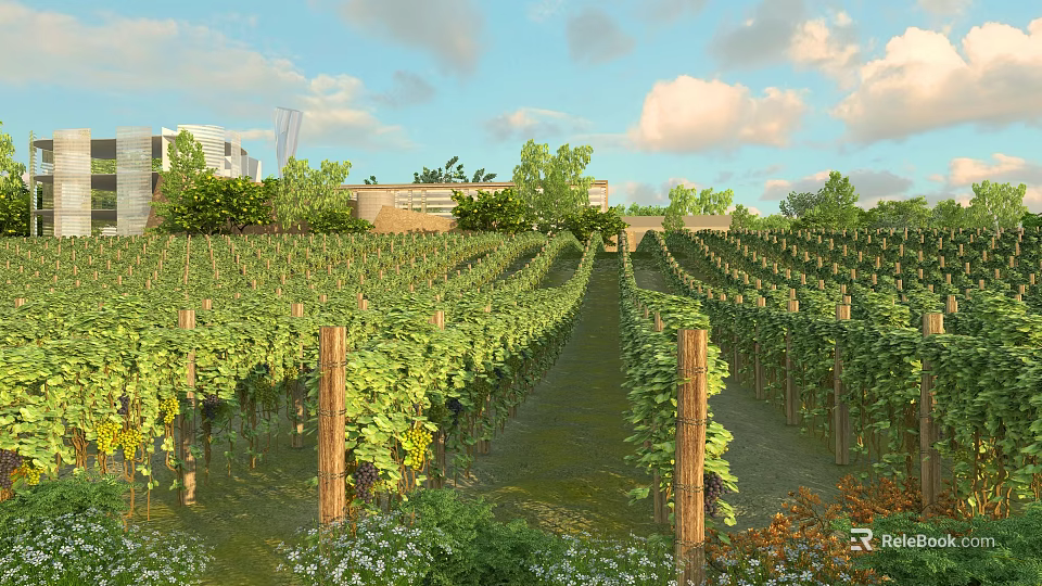 Garden Landscape Design With Vineyards Green Vines Wooden Posts Grass Path And Modern Building 3d model 