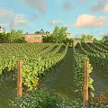 Garden Landscape Design With Vineyards Green Vines Wooden Posts Grass Path And Modern Building