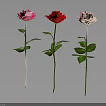 Three Pink Red and Light Pink Roses with Green Stems And Leaves on Dark Background