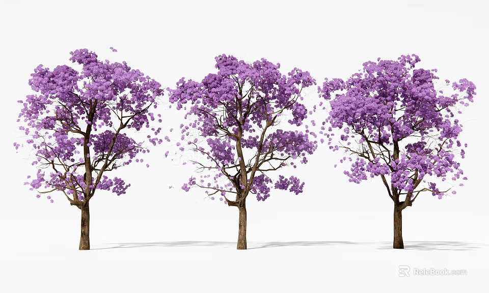 Beautiful Purple Flowering Trees With Falling Petals On White Background 3d model 