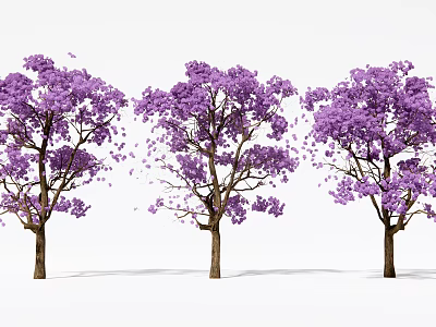 Beautiful Purple Flowering Trees With Falling Petals On White Background 3d model