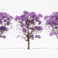 Beautiful Purple Flowering Trees With Falling Petals On White Background