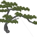 Graceful Pine Tree With Curved Trunk And Lush Green Foliage 3d model