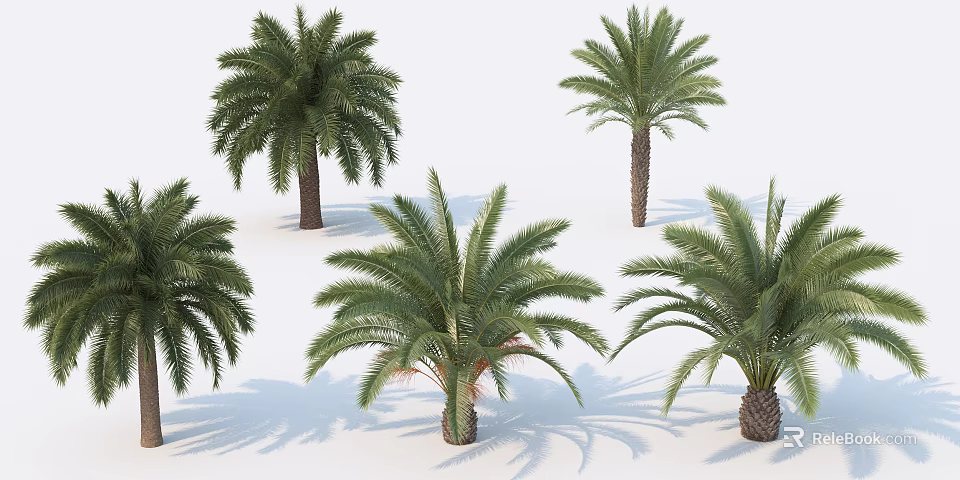 Palm Trees With Lush Fronds And Sturdy Trunks On White Background With Natural Shadows 3d model