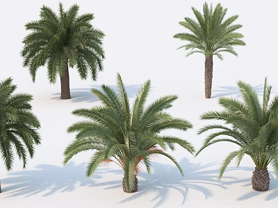 Palm Trees With Lush Fronds And Sturdy Trunks On White Background With Natural Shadows 3d model