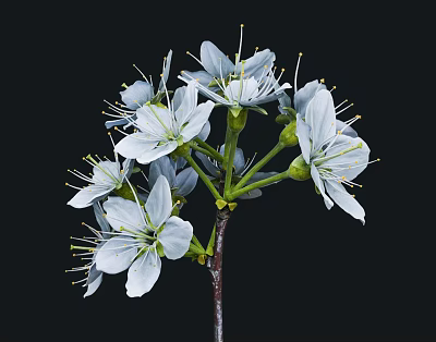 cherry blossom plant flower 3d model cherry blossom plant flower 3d model