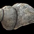 Tortoise Reptile Shell Featuring Natural Texture And Intricate Patterns Close Up