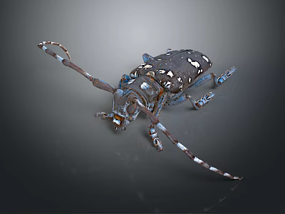 Flying Insect Longhorn Beetle Detailed 3D Rendering Dark Body White Spots Long Antennae Blue Legs 3d model