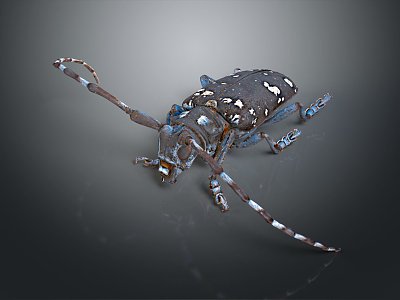 Modern celestial beetle Chinese star beetle blue spot star beetle 3d model