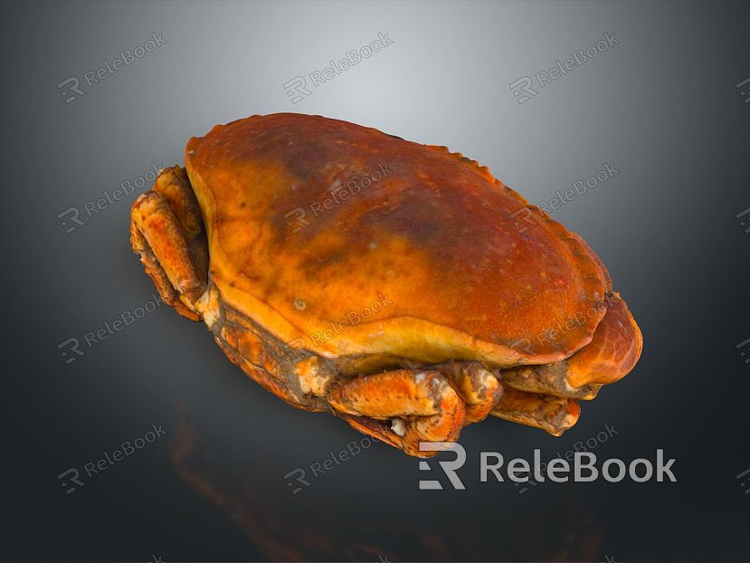 crab sea crab river crab hairy crab bread crab hermit crab big crab small crab marine animal fish model