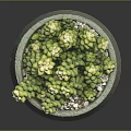 Succulent Plant with Green Leaves and White Flowers in Decorative Ceramic Pot with White Pebbles