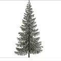 Tall Evergreen Tree Standing Against Blue Sky with White Clouds and White Ground