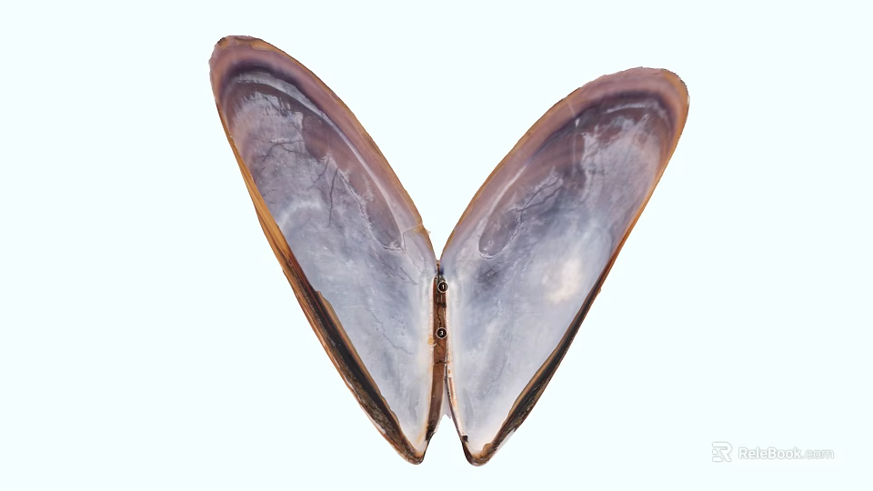 Shiny Purple And Brown Aquatic Animal Shell With Symmetrical Open Structure 3d model 