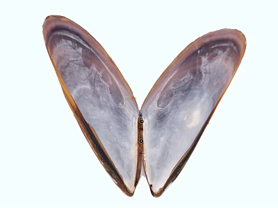 Shiny Purple And Brown Aquatic Animal Shell With Symmetrical Open Structure 3d model