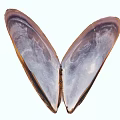 Modern Shell Mussel 3d model